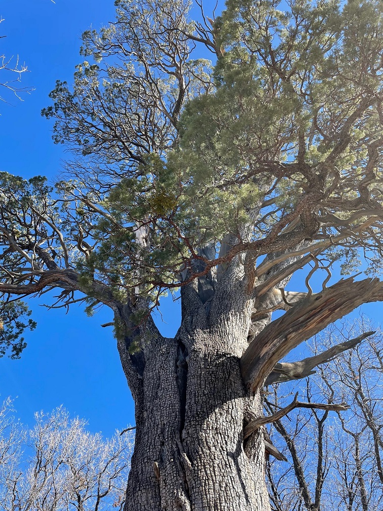 Big Tree Trail – Tales of The Goddard