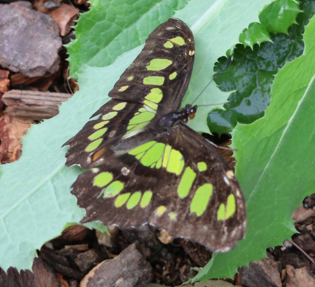Butterfly Habitat at the Springs Preserve – Tales of The Goddard